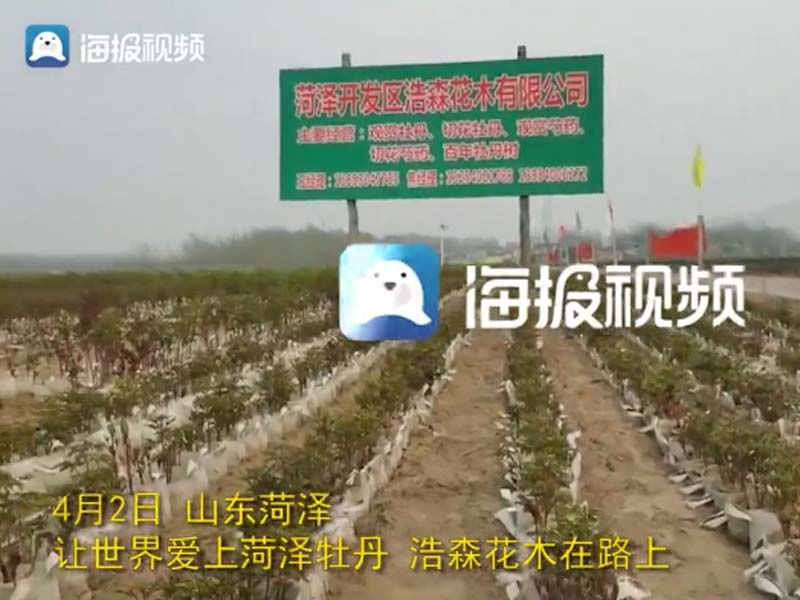 市牡丹產(chǎn)業(yè)中心、市宣傳部的領(lǐng)導(dǎo)及各大媒體來(lái)公司基地考察指導(dǎo)工作