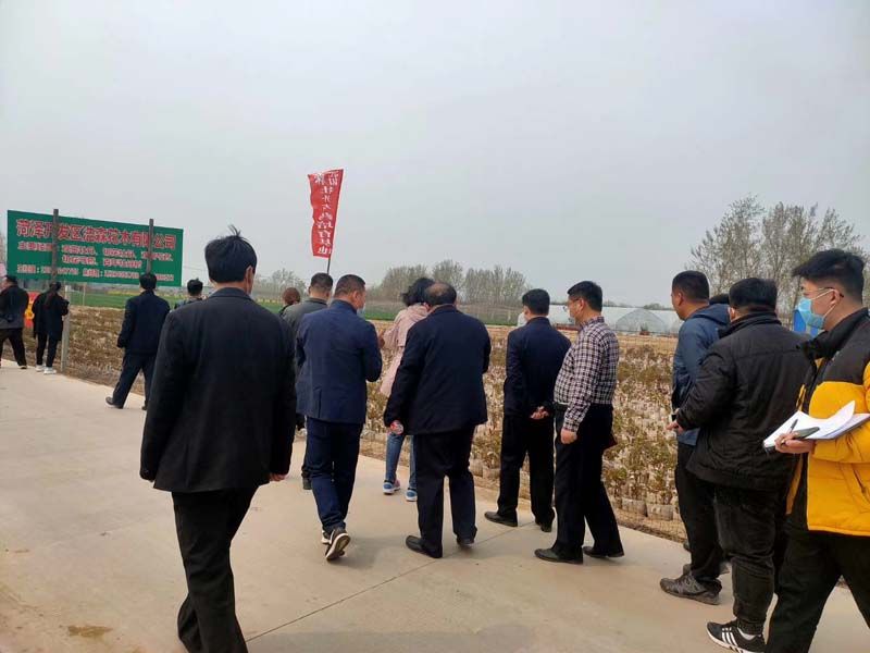 市牡丹產業(yè)中心、市宣傳部的領導及各大媒體來公司基地考察指導工作