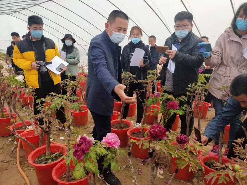 市牡丹產業(yè)中心、市宣傳部的領導及各大媒體來公司基地考察指導工作