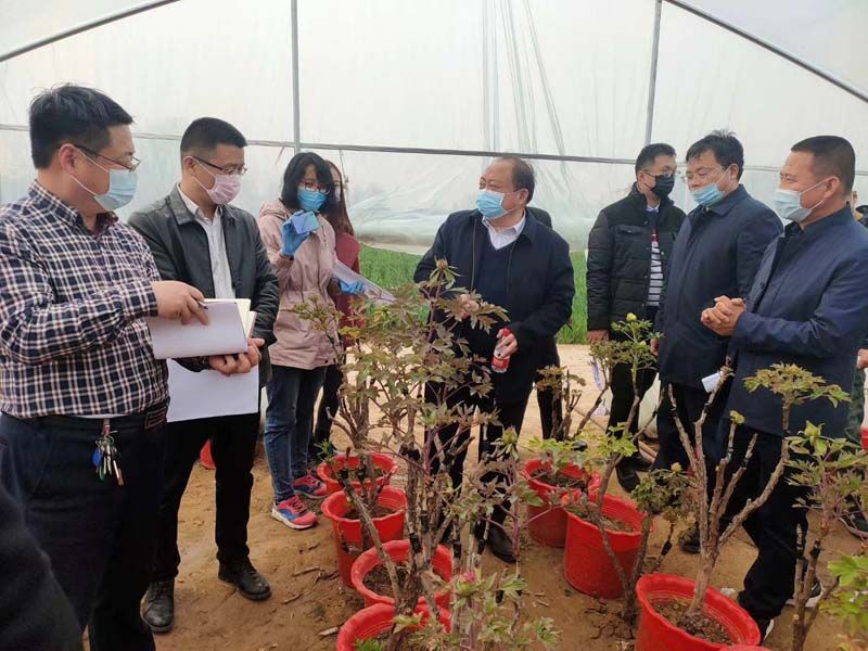 市牡丹產業(yè)中心、市宣傳部的領導及各大媒體來公司基地考察指導工作