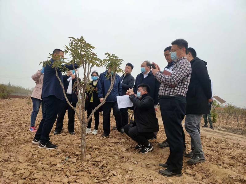 市牡丹產業(yè)中心、市宣傳部的領導及各大媒體來公司基地考察指導工作