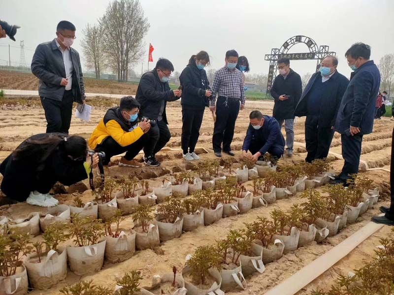 市牡丹產業(yè)中心、市宣傳部的領導及各大媒體來公司基地考察指導工作