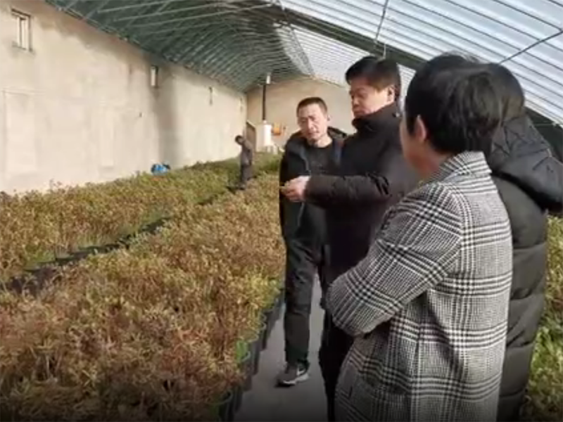 視頻丨驚艷了！隆冬菏澤牡丹含苞待放吐芬芳